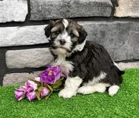 Nicki, a female Havanese for sale in Berlin, OH – 4 of 6