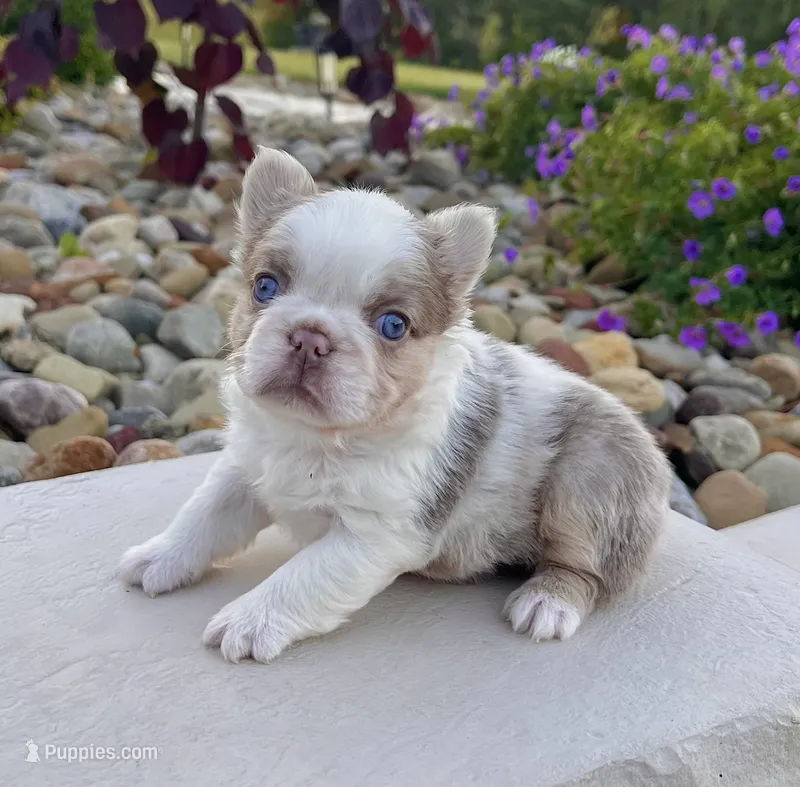 Mercedes , a female French Bulldog for sale in Berlin, OH – 1 of 6