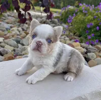 Mercedes , a female French Bulldog for sale in Berlin, OH – 1 of 6