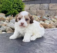 Millie, a female Havapoo for sale in Berlin, OH – Photo 4 of 4