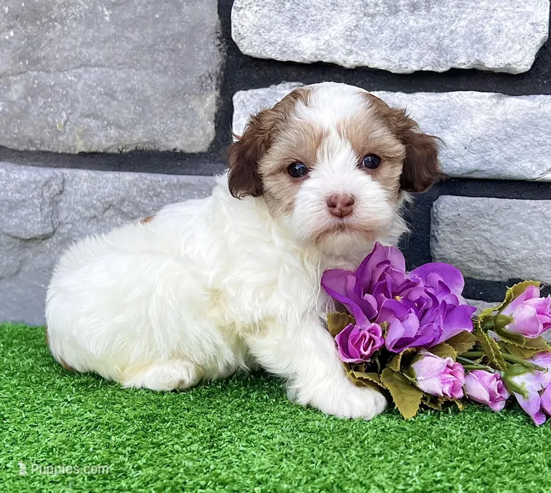 Millie – Havapoo puppy for sale in Berlin, OH