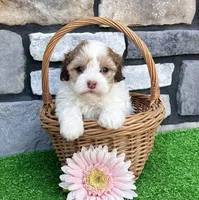 Millie, a female Havapoo for sale in Berlin, OH – Photo 3 of 4