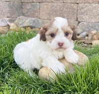 Millie, a female Havapoo for sale in Berlin, OH – Photo 2 of 4