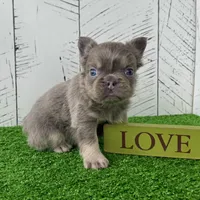 Chubby Fluffy, a male French Bulldog for sale in Berlin, OH – Photo 2 of 7