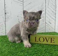 Chubby Fluffy, a male French Bulldog for sale in Berlin, OH – Photo 2 of 7