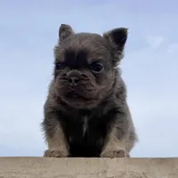 Chubby Fluffy, a male French Bulldog for sale in Berlin, OH – Photo 7 of 7