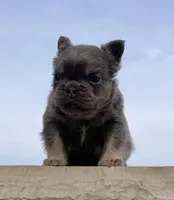 Chubby Fluffy, a male French Bulldog for sale in Berlin, OH – Photo 7 of 7