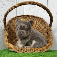 Chubby Fluffy, a male French Bulldog for sale in Berlin, OH – Photo 1 of 7