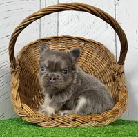 Chubby Fluffy, a male French Bulldog for sale in Berlin, OH – Photo 1 of 7