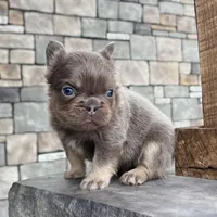 Chubby Fluffy, a male French Bulldog for sale in Berlin, OH – Photo 3 of 7