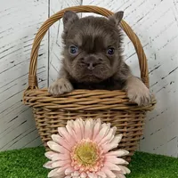 Chubby Fluffy, a male French Bulldog for sale in Berlin, OH – Photo 6 of 7