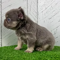 Chubby Fluffy, a male French Bulldog for sale in Berlin, OH – Photo 5 of 7