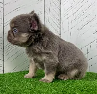 Chubby Fluffy, a male French Bulldog for sale in Berlin, OH – Photo 5 of 7