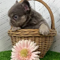 Chubby Fluffy, a male French Bulldog for sale in Berlin, OH – Photo 4 of 7