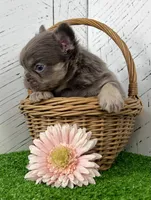 Chubby Fluffy, a male French Bulldog for sale in Berlin, OH – Photo 4 of 7