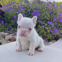 Ariel Pink, a female French Bulldog for sale in Berlin, OH – 1 of 6