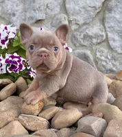 Tracy, a female French Bulldog for sale in Berlin, OH – 2 of 6