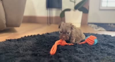 Carla, a female Havanese for sale in Berlin, OH – 5 of 5