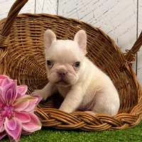 Dolly, a female French Bulldog for sale in Berlin, OH – Photo 2 of 3