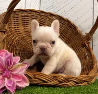 Dolly, a female French Bulldog for sale in Berlin, OH – Photo 2 of 3