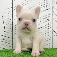 Dolly, a female French Bulldog for sale in Berlin, OH – Photo 1 of 3