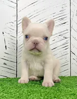 Dolly, a female French Bulldog for sale in Berlin, OH – Photo 1 of 3
