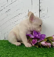 Dolly, a female French Bulldog for sale in Berlin, OH – Photo 3 of 3