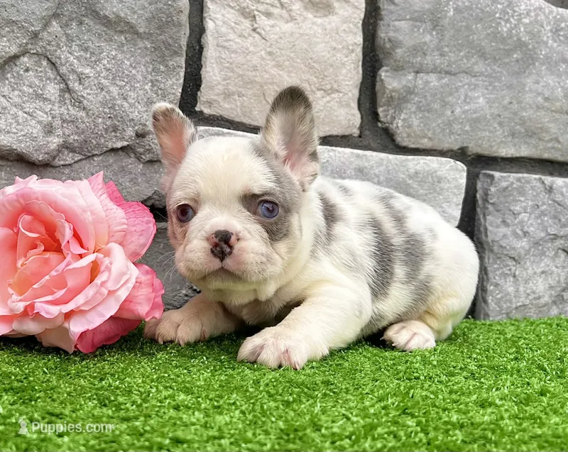 Daffy – French Bulldog puppy for sale in Berlin, OH