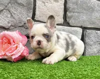 Daffy, a female French Bulldog for sale in Berlin, OH – 1 of 5