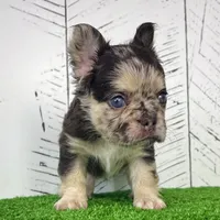 Remi Fluffy, a female French Bulldog for sale in Berlin, OH – Photo 2 of 4