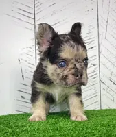 Remi Fluffy, a female French Bulldog for sale in Berlin, OH – Photo 2 of 4