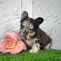 Remi Fluffy, a female French Bulldog for sale in Berlin, OH – Photo 4 of 4