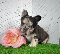 Remi Fluffy, a female French Bulldog for sale in Berlin, OH – Photo 4 of 4