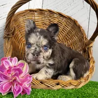 Remi Fluffy, a female French Bulldog for sale in Berlin, OH – Photo 1 of 4
