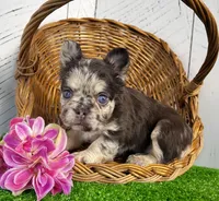 Remi Fluffy, a female French Bulldog for sale in Berlin, OH – Photo 1 of 4