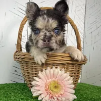 Remi Fluffy, a female French Bulldog for sale in Berlin, OH – Photo 3 of 4