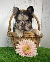 Remi Fluffy, a female French Bulldog for sale in Berlin, OH – Photo 3 of 4