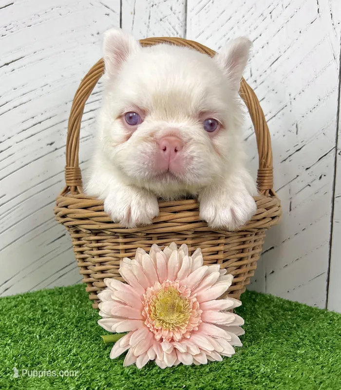 Celina – French Bulldog puppy for sale in Berlin, OH