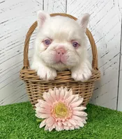 Celina, a female French Bulldog for sale in Berlin, OH – 1 of 3