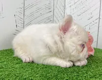 Celina, a female French Bulldog for sale in Berlin, OH – 2 of 3