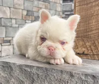 Celina, a female French Bulldog for sale in Berlin, OH – 3 of 3