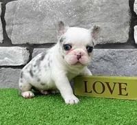 Bullet, a male French Bulldog for sale in Berlin, OH – 2 of 6