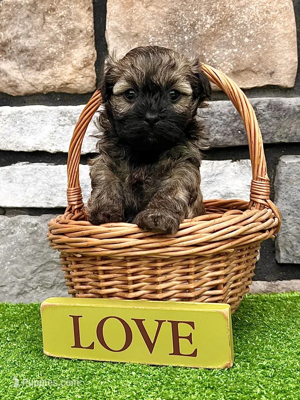 Nick – Havanese puppy for sale in Berlin, OH