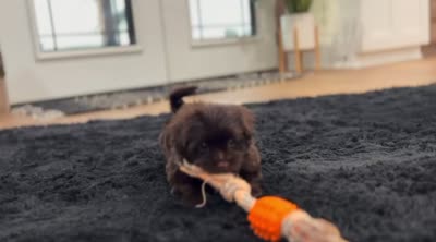 Arthur, a male Havanese for sale in Berlin, OH – 6 of 6