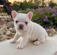 Dakota, a male French Bulldog for sale in Berlin, OH – 2 of 7