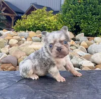 Diego, a male French Bulldog for sale in Berlin, OH – 2 of 7