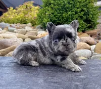 Turbo, a male French Bulldog for sale in Berlin, OH – 4 of 4