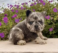 Damon, a male French Bulldog for sale in Berlin, OH – 5 of 7