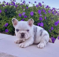 Bullet, a male French Bulldog for sale in Berlin, OH – 3 of 5
