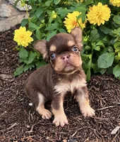 Fabio rojo, a male French Bulldog for sale in Berlin, OH – 2 of 5